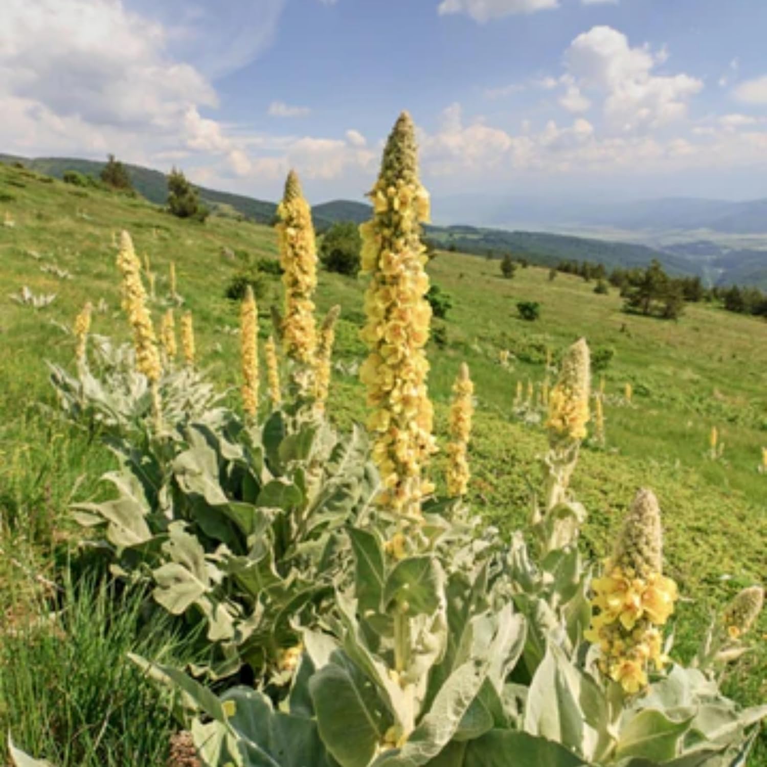 1600+ Mullein Seeds for Planting (Verbascum Thapsus) - Mullein Herb, Heirloom Seed Non-GMO Great Mullein Seeds Ideal for Outdoor Garden
