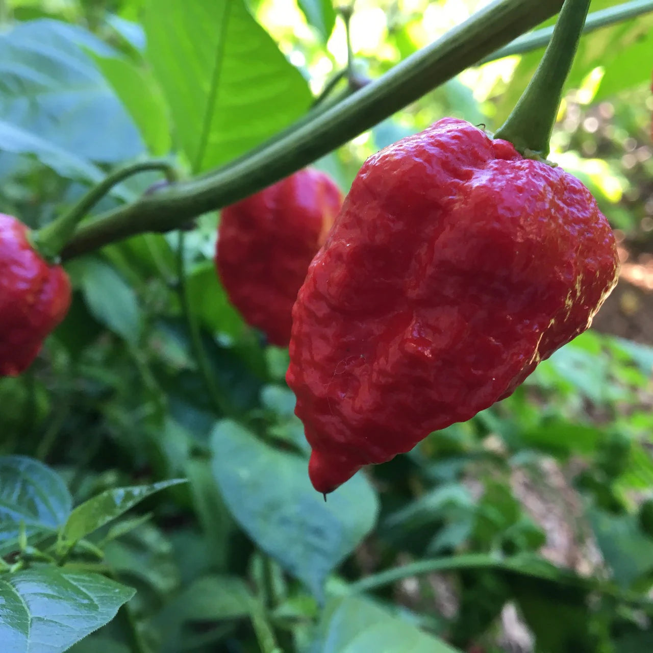 Pepper Dragons breath pepper seeds 10