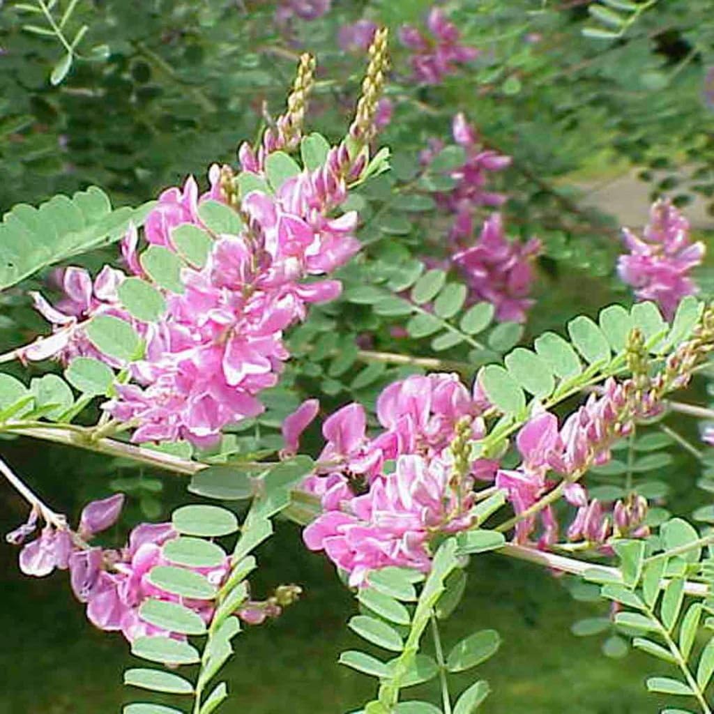 Palm Beach Medicinal Herbs - True Indigo (Indigofera tinctoria) - Packet of 30 Seeds