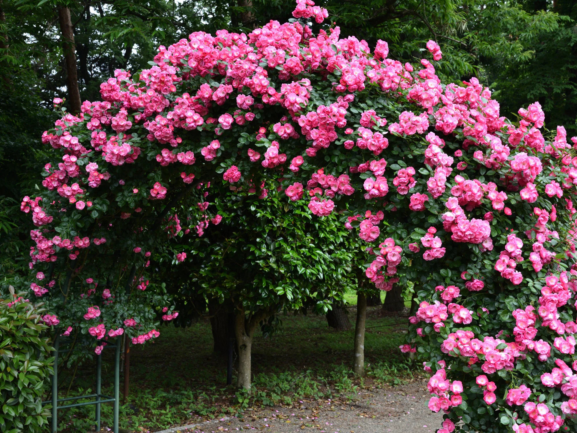 3/15/30+ Seeds| Angela Rose Seeds - Authentic - Perennial ~ GMO Free ~ Flower ~ Asian Garden~ Organic - Mix seeds for plants(3 Seeds)