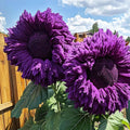 200+Mixed Sunflower Flower Seeds Bulk for Planting Outdoor Non-GMO(200)