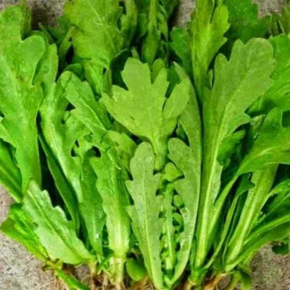 Crown Daisy Vegetable Seeds, Chrysanthemum Green, Tần Ô Cúc Nếp, Fast Growing, Tan O La Tron, Cuc Nep, Chrysanthemum greens, Tong Ho Seed(1000 Seeds)