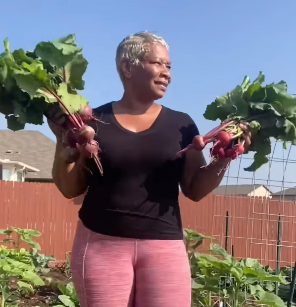 Bulls Blood Beet Heirloom Seeds