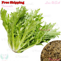 Frisee Endive Seeds - Cichorium Endivia - Green Curled Ruffec | Vegetable Seeds | Treevales(300 Seeds)