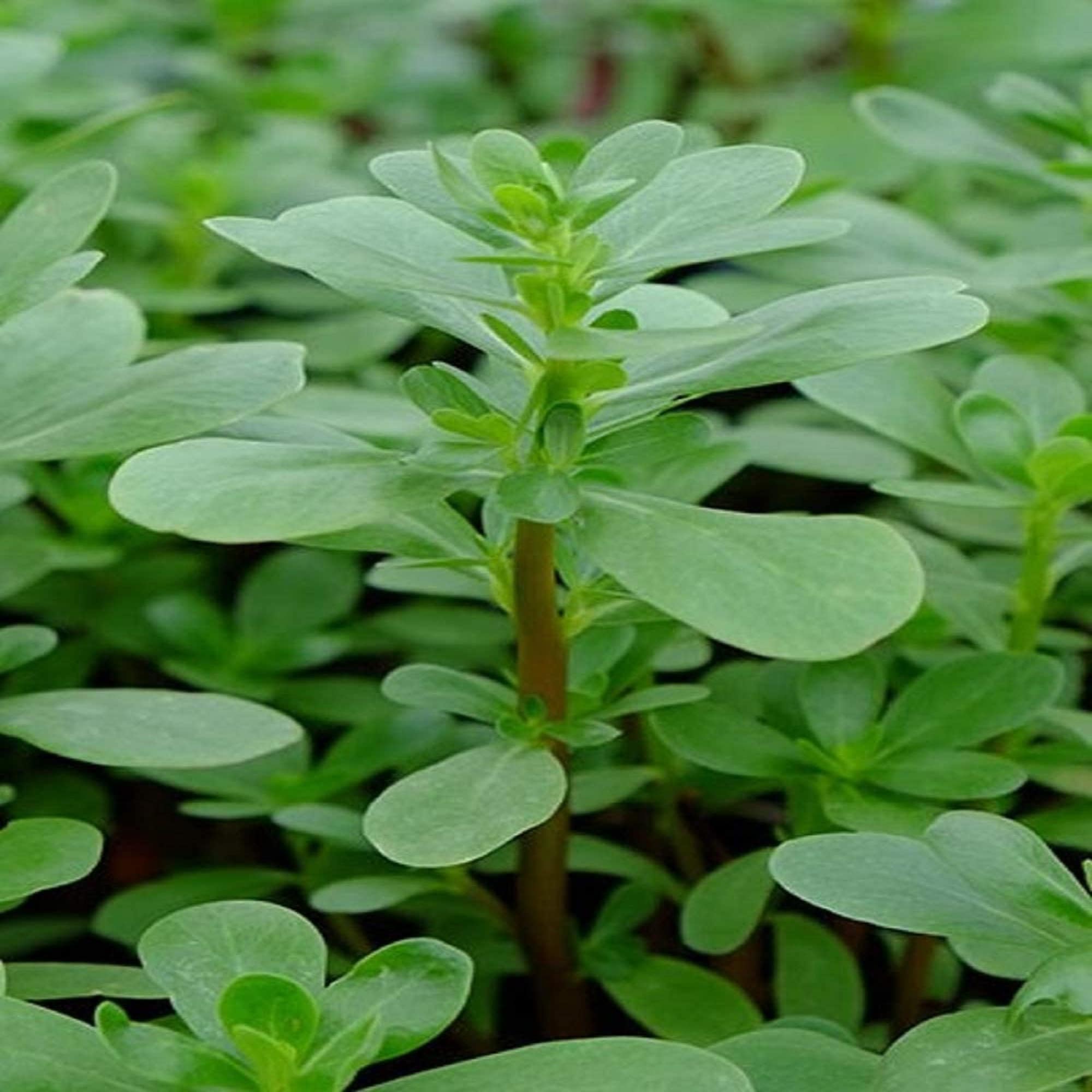 Purslane Seeds, Heirloom, NON GMO, Country Creek Acres(25 Seeds)