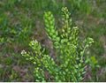 Pennycress Seeds
