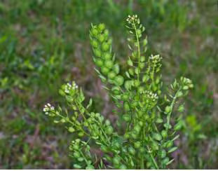 Pennycress Seeds