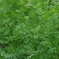 Dill Dukat Seeds 500+ Anethum Graveolens Herb Spice Culinary NON-GMO