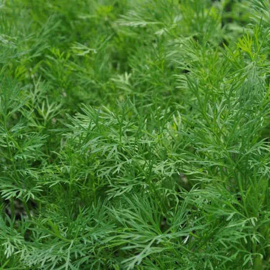 Dill Dukat Seeds 500+ Anethum Graveolens Herb Spice Culinary NON-GMO