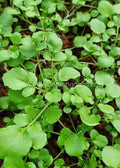 Vegetable - Watercress seeds - Xà lách xoong(0.5 gram)