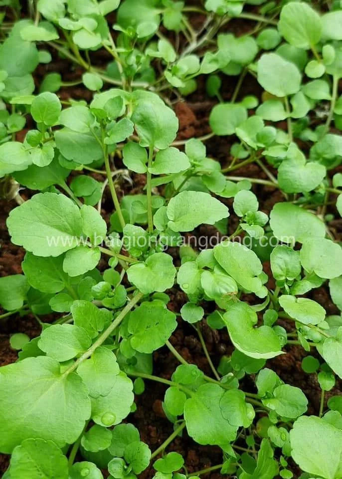 Vegetable - Watercress seeds - Xà lách xoong(0.5 gram)