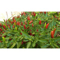 Prik Ki Nu Hot Pepper Seeds(10 Seeds)