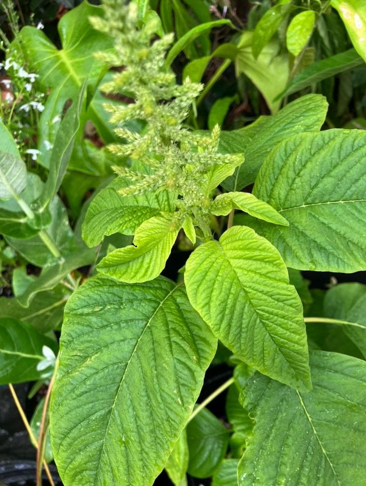 Large-Leaf Callaloo Seeds (Amaranthus sp.)(10 Seeds)