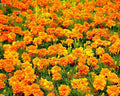 Marigold French Sparky Mix Seeds 100+ Tagetes Flower NON-GMO