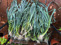 American Flag Leek Starts - Heirloom 1870 Variety