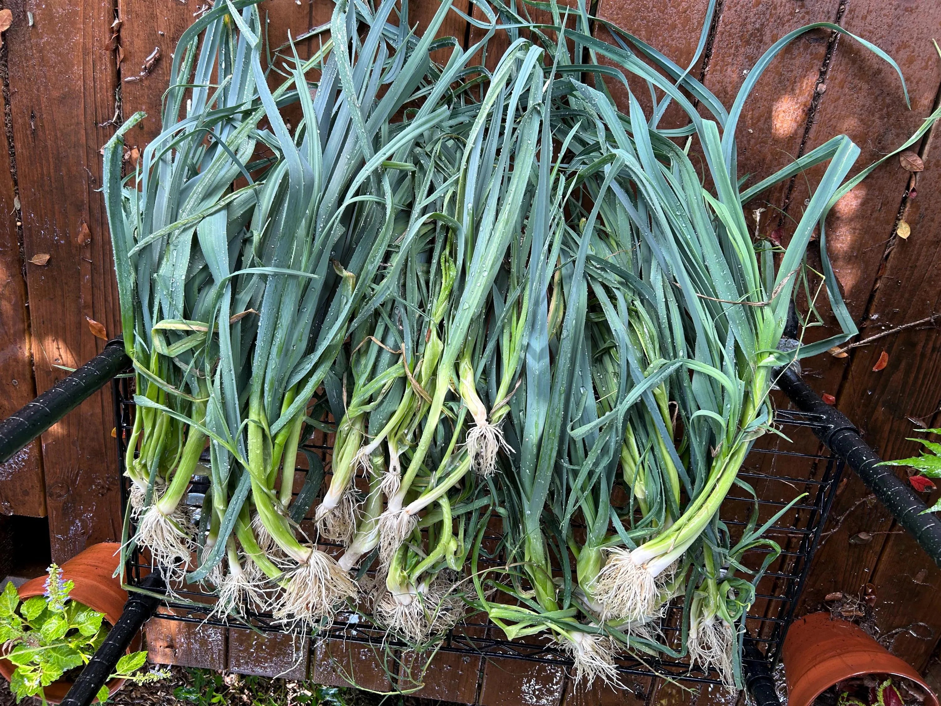 American Flag Leek Starts - Heirloom 1870 Variety