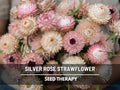 Silver Rose Strawflower Seeds – Heirloom Flower, Prolific Bloomer, Perfect for Cut Flowers and Arrangements, Easy to Grow | 25 Seeds