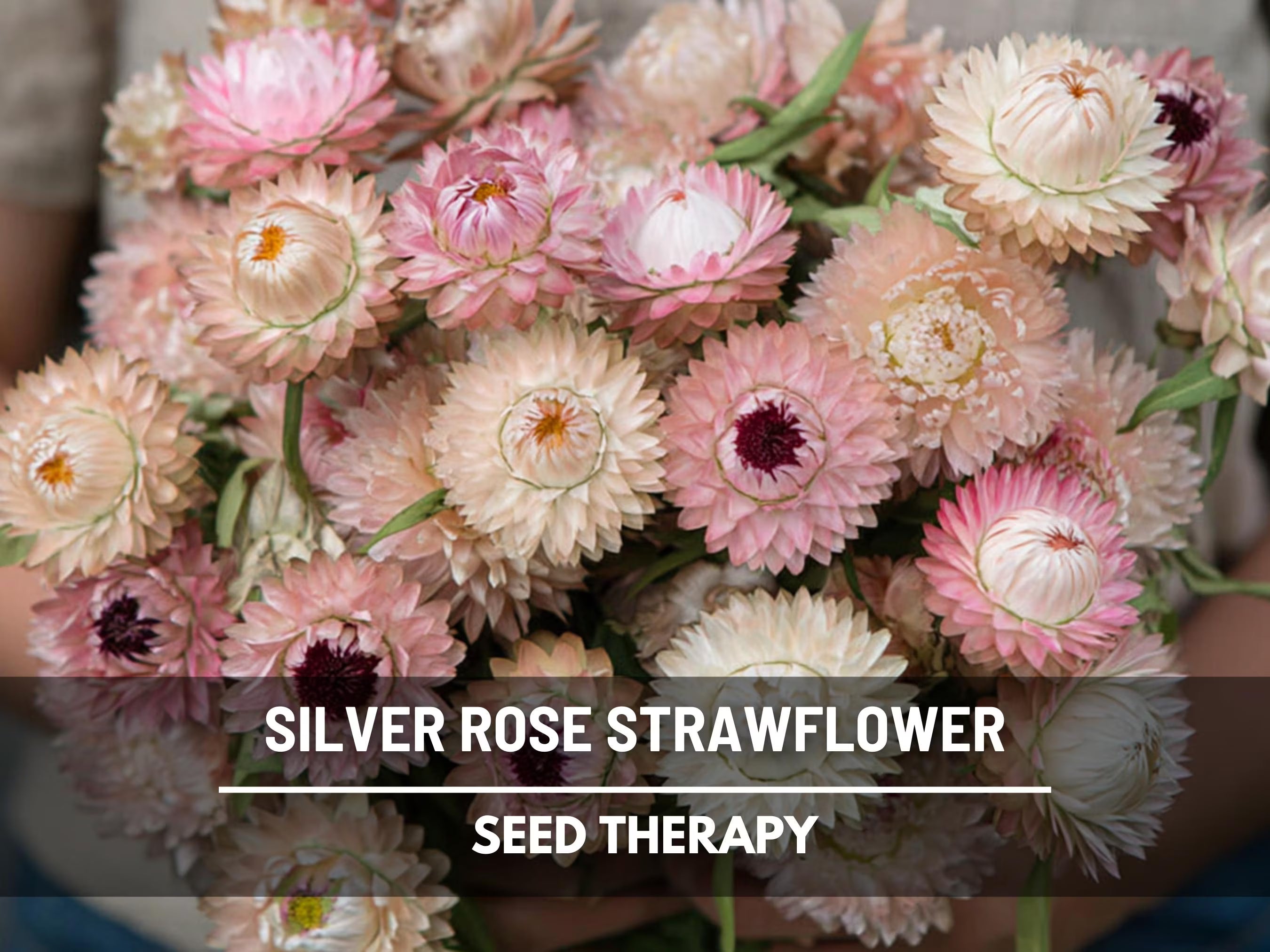 Silver Rose Strawflower Seeds – Heirloom Flower, Prolific Bloomer, Perfect for Cut Flowers and Arrangements, Easy to Grow | 25 Seeds