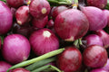 Red Grano Onion (Allium Cepa) Seeds Burgundy Short Day Sweet Red Bulbs for Warm Climates - 250 Seeds/pack