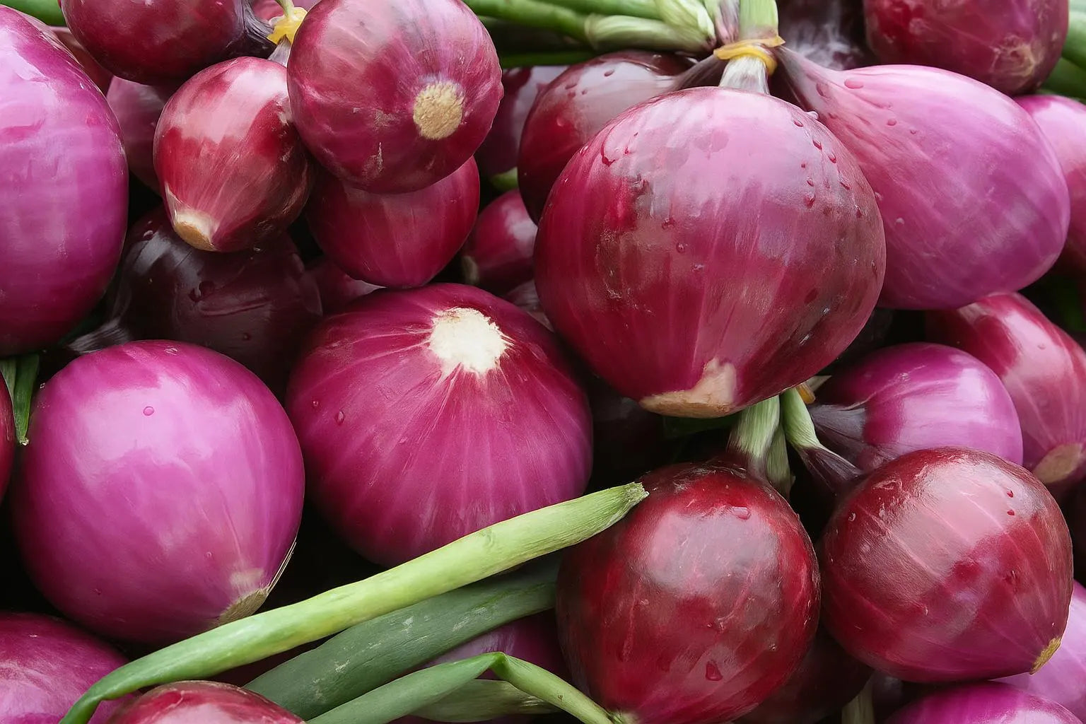 Red Grano Onion (Allium Cepa) Seeds Burgundy Short Day Sweet Red Bulbs for Warm Climates - 250 Seeds/pack