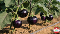 Round Eggplant Seeds, Garden Seeds, Vegetable seeds, Gifts