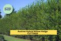 25 Austree Hybrid Willow Cuttings – Fast-Growing Privacy Hedge Trees for Windbreaks, Noise Barriers  Living Fences – USA