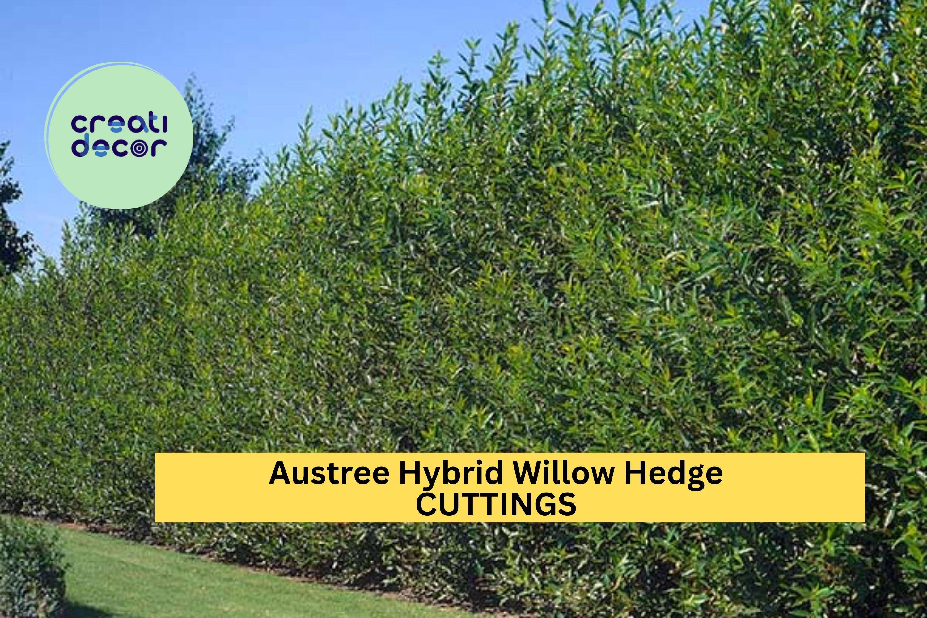 25 Austree Hybrid Willow Cuttings – Fast-Growing Privacy Hedge Trees for Windbreaks, Noise Barriers  Living Fences – USA