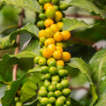 Arabian Coffee Seeds for Planting (Coffea Arabica) – 20/100/200 pcs Perennial Coffee Evergreen Shrub Bean Seeds, Heirloom Seeds Non GMO Organic – Coffee Plant Seeds for Containers, Outdoor  Indoor Garden(20pcs)