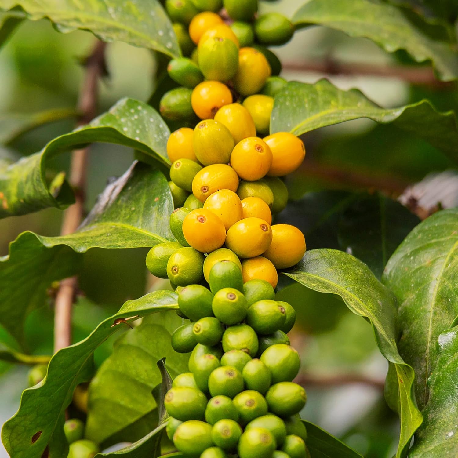 Arabian Coffee Seeds for Planting (Coffea Arabica) – 20/100/200 pcs Perennial Coffee Evergreen Shrub Bean Seeds, Heirloom Seeds Non GMO Organic – Coffee Plant Seeds for Containers, Outdoor  Indoor Garden(20pcs)