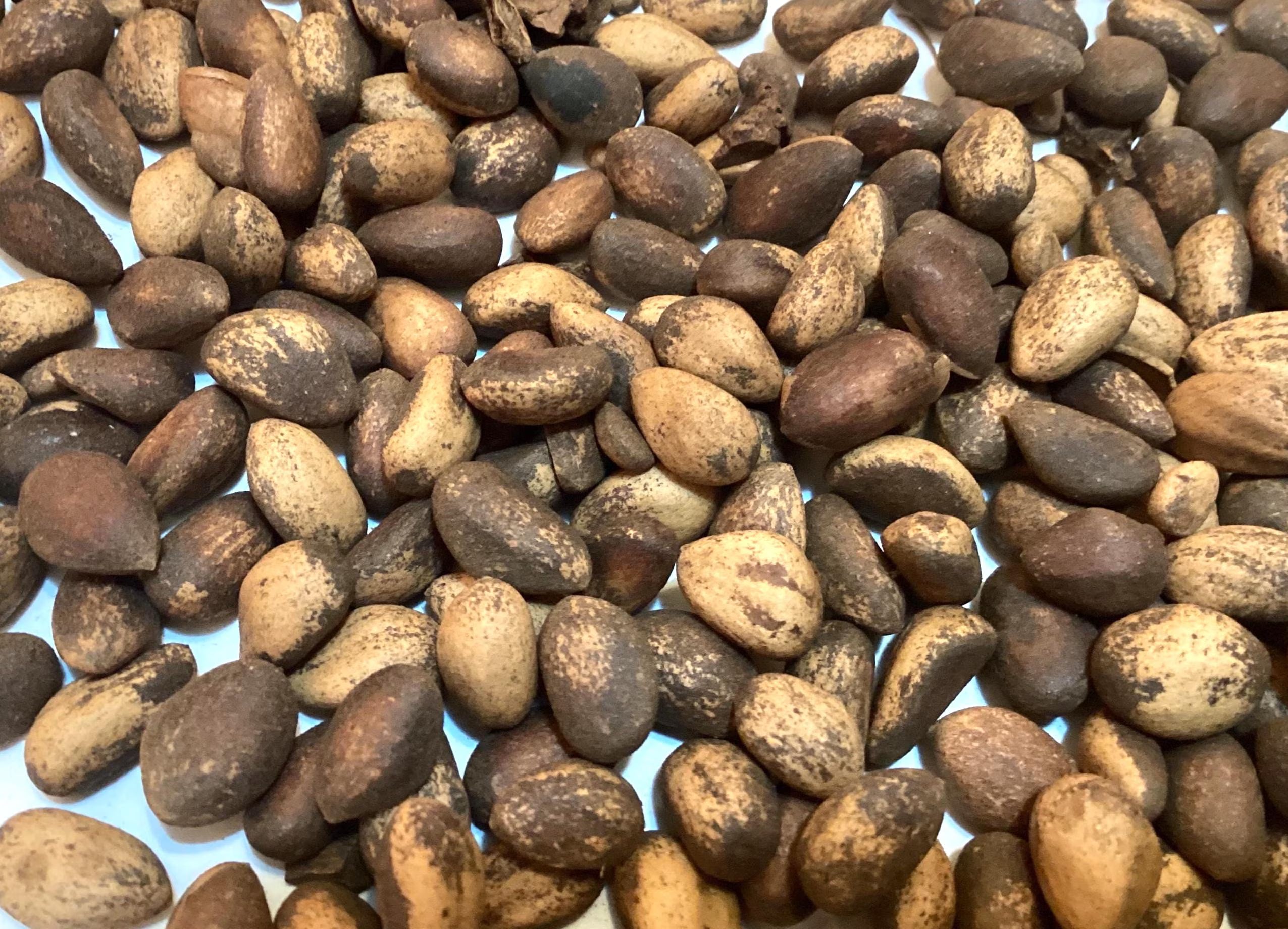 Chinese Lacebark Pine Tree Seeds (PINUS BUNGEANA)(Lacebark Pine)(Whitebark Pine)(Bunge#39;s Pine)(5 seeds)