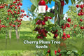 Cherry Plum Tree Seeds: Ornamental Flowering Bonsai - 10 Seeds