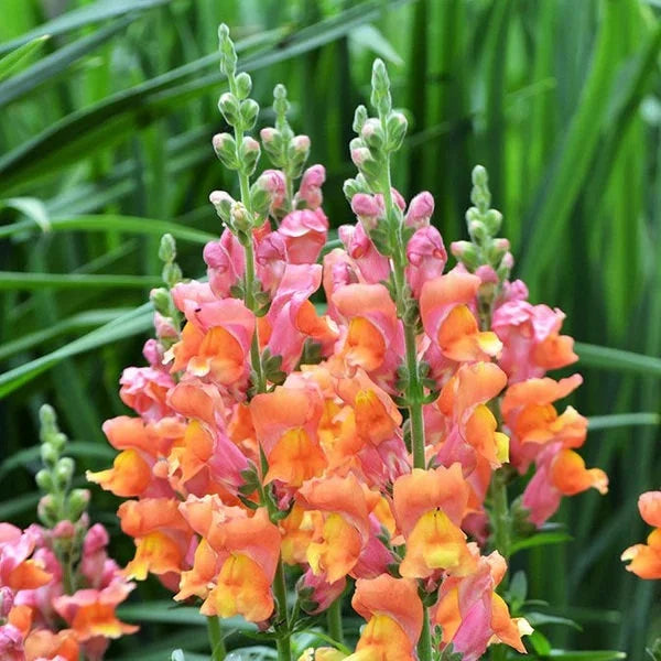 Orange Wonder Snapdragon Flower Seeds