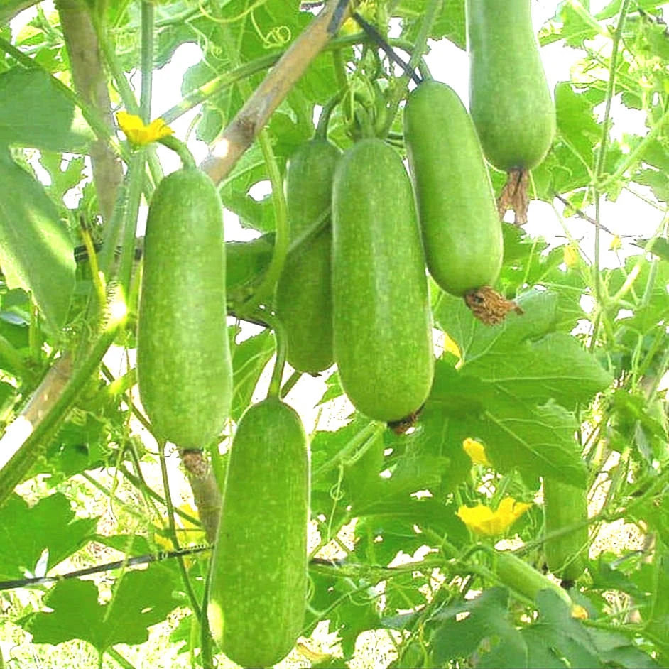 Hairy Gourd - Hạt giống Bí Xanh - Bi Dao - Winter Melon Seeds - Gourd Seeds - High Germination - Fresh Seeds - Vine Gourd Seeds(10 seeds)