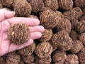 20 Black Walnut Tree Seeds Juglans Nigar Organic Seeds Premium for Planting Nut Garden  Sustainable