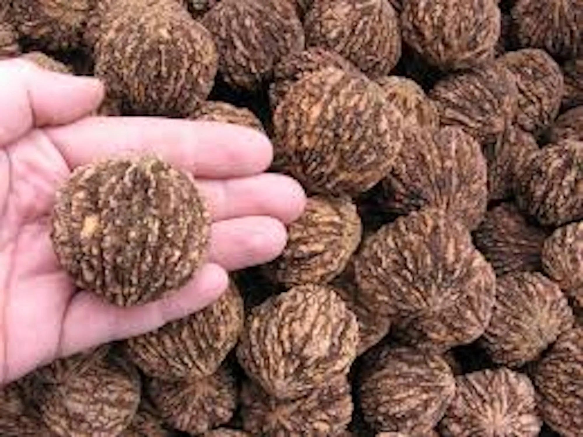 20 Black Walnut Tree Seeds Juglans Nigar Organic Seeds Premium for Planting Nut Garden  Sustainable