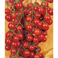 Camelia Hybrid Tomato Seeds(10 Seeds)