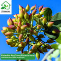 Pistachio Tree Seeds (Pistacia vera): Edible Garden, Hardy Zones 7-11(5 Seeds)