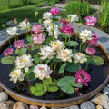 Mini Bowl Lotus Seeds for Patio and Pond Beautiful Water Flowers Easy to Grow in Containers Bonsai Style Sacred Lotus Variety(2 Seeds)