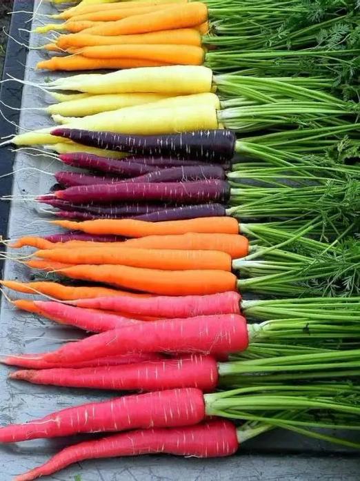 Bulk Five Color Rainbow Carrot Seeds, Organic Daucus Carota, Red, Orange, Yellow, Purple and White(600 Seeds)