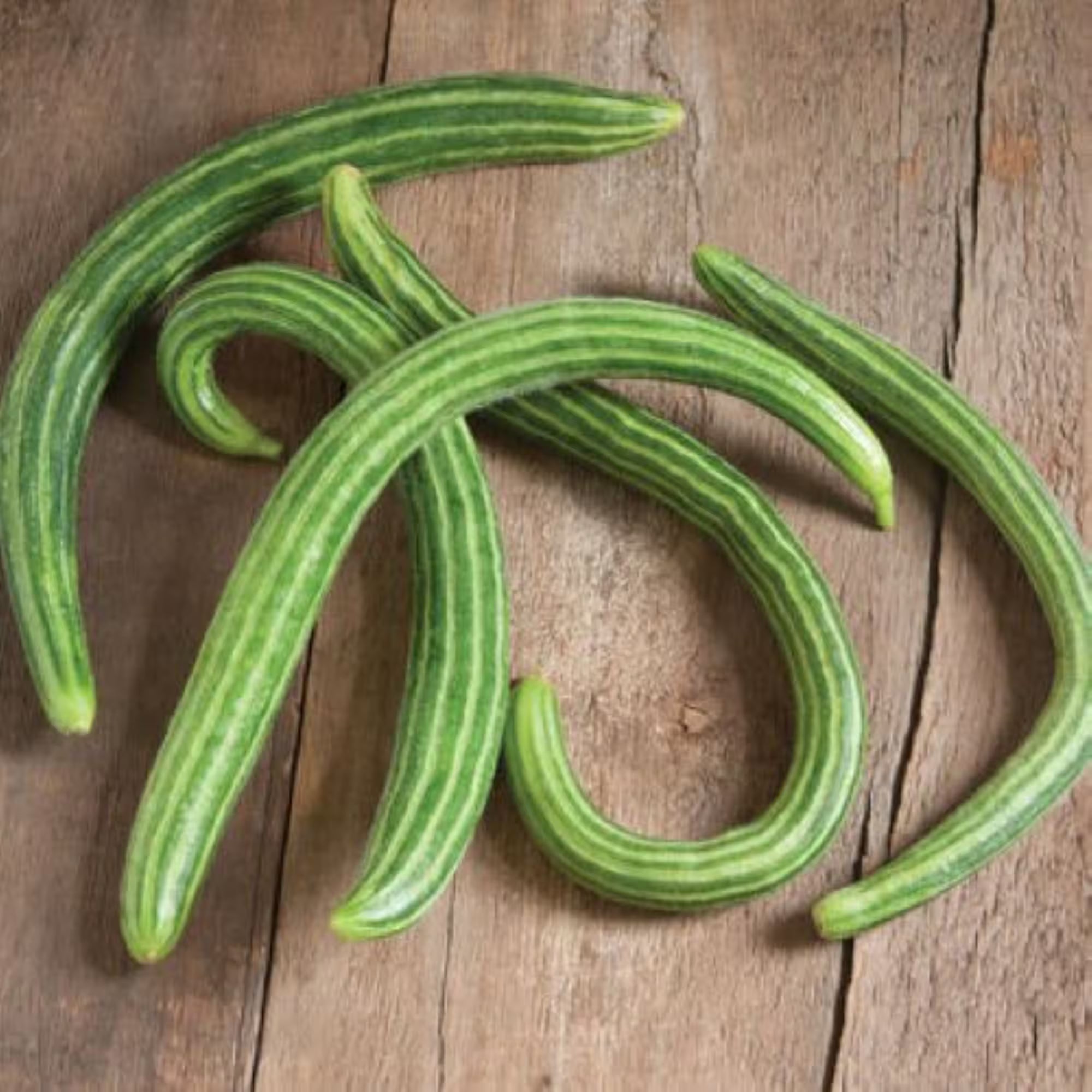 10 Heirloom Striped Armenian cucumber seeds - Grown/Harvested in USA ! Specialty ! Crisp !