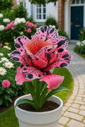 5 Desert Rose Seeds: Adenium Obesum, Exotic Succulent Bonsai
