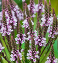 Verbena hastata Pink Spires (50 Flower Seeds)