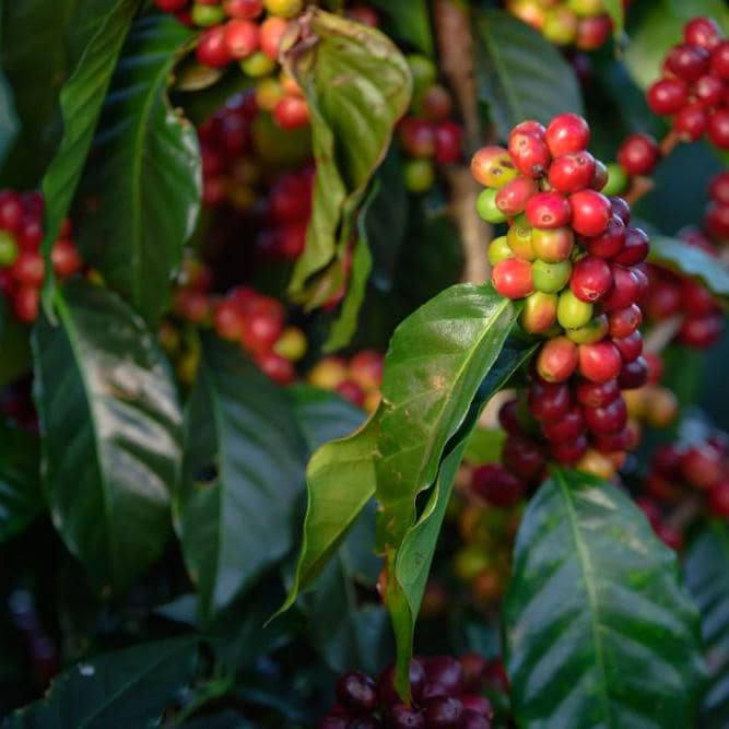 Organic Arabica Coffee Plant Seeds - Costa Rica Variety(5 Seeds)