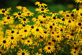 200/1000/2000 BLACK EYED SUSAN Rudbeckia Hirta Yellow Heirloom Native Flower Seeds(200 Seeds)