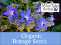 Organic Borage Seeds, Borago Officinalis, 30 Seeds, Medicinal Herbs, Heirloom Seeds, Non GMO, Plant, USA Grown