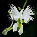 50Pcs White Egret Orchid Seeds – Rare Elegant Blooms