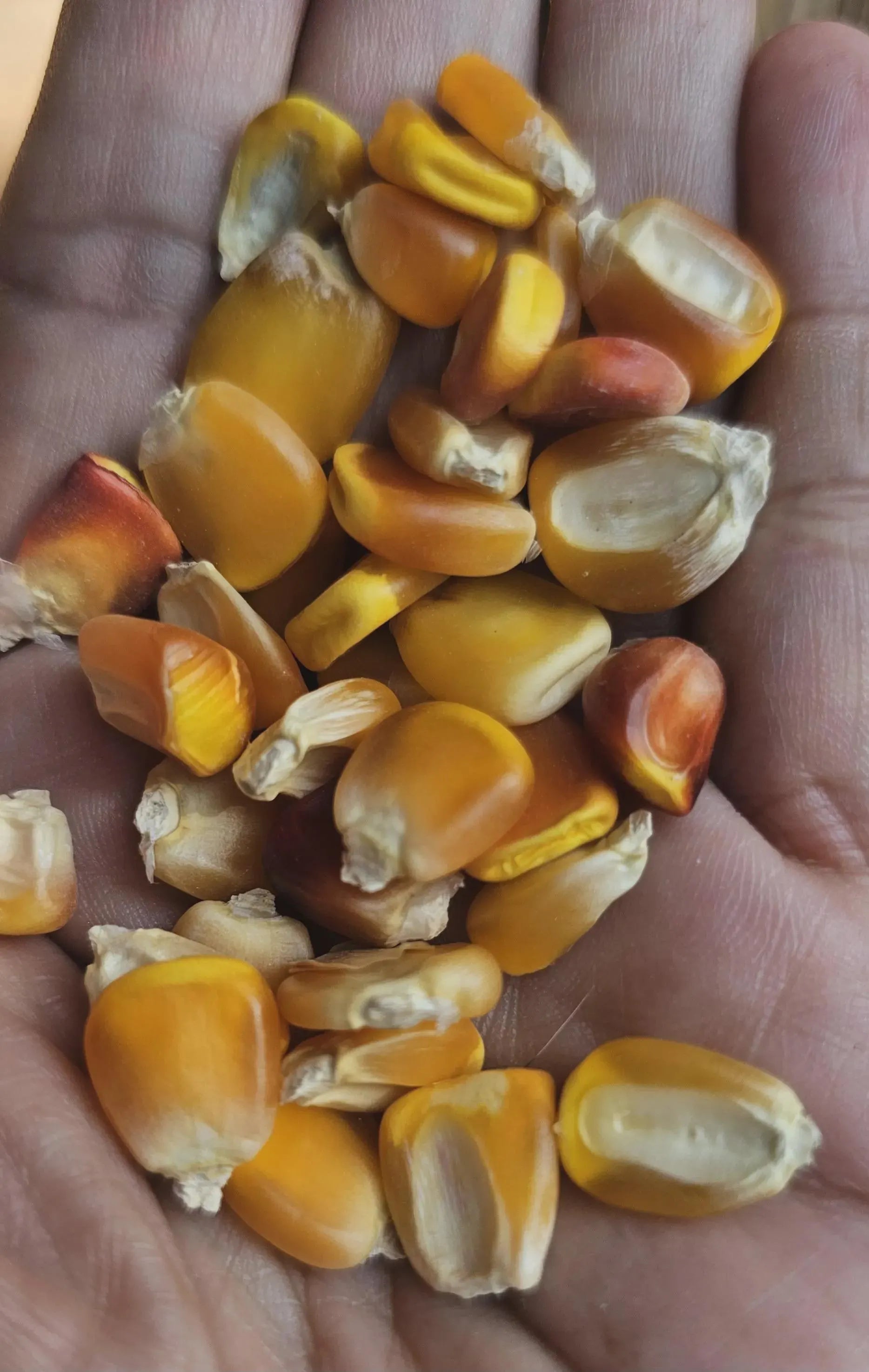 Huastec Heirloom Orange Yellow Corn Kernels ~ Ancestral Corn from Veracruz, Mexico