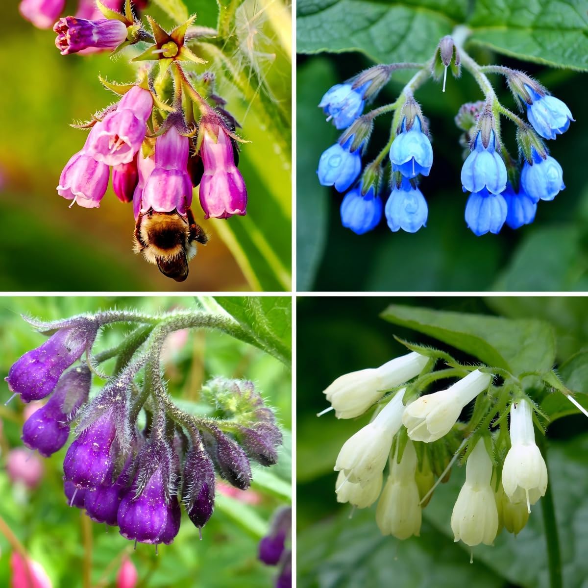 CarpetC 80+ Comfrey Seeds for Planting, Symphytum officinale Heirloom Herb with Purple Bell-Shaped Flowers, Non-GMO for Pollinator Gardens Home Outdoor