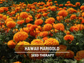 Hawaii Marigold Seeds (African) – Heirloom Flower, Giant 4-5 Orange Blooms, Medicinal and Edible, Long Stems | 200 Seeds