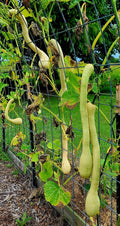 Rampicante or Tromboncino Squash Organic Seeds